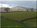 Sheep and drystone walls near Lytheside Farm