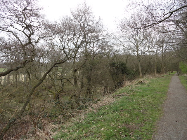 Alder wood at Low Barnes © Robert Graham :: Geograph Britain and Ireland