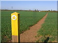 Through the crop towards Fladbury