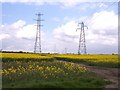 Pylons straddle the rape seed crop at Ridings Lane