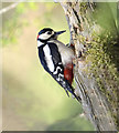 ST0272 : A Male Great Spotted Woodpecker - Coed Hills by Mick Lobb