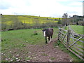 Paddock in springtime