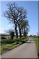 Trees on Moorend Lane