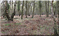 SP9911 : Woodland on Berkhamsted Common by Roger Jones