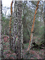 SP9811 : Orange Birches by Roger Jones