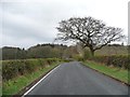 Roadside tree, Garesfield Lane