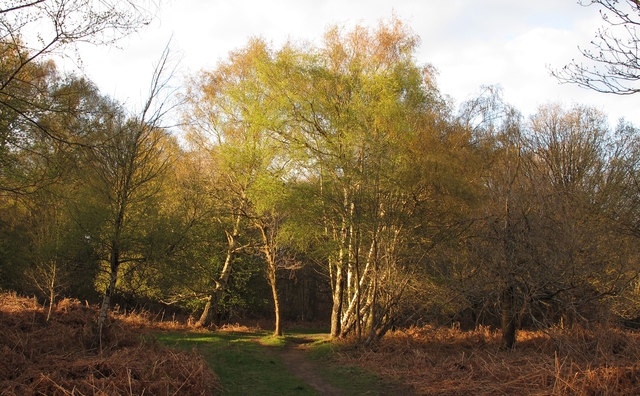 Sunlight on the path