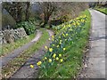 Daffodils at road junction in the hamlet of Leam
