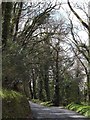 The road through Ilsington Wood