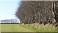 Beech hedge, Thorne Lane