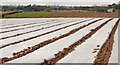 J4769 : Potato field near Comber (7) by Albert Bridge