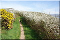 Gorse and hawthorn in flower by the Llŷn Coastal Path