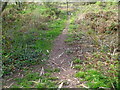 Track up a hillside north of Comfrey Close, Newport