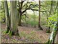 Woodland below Hollow Lane