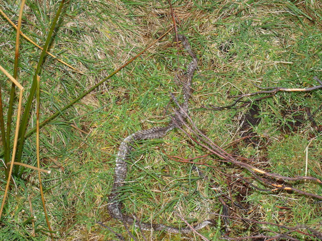 Shed Adder Skin Near Burn Of Calletar © Ian Shiell :: Geograph 