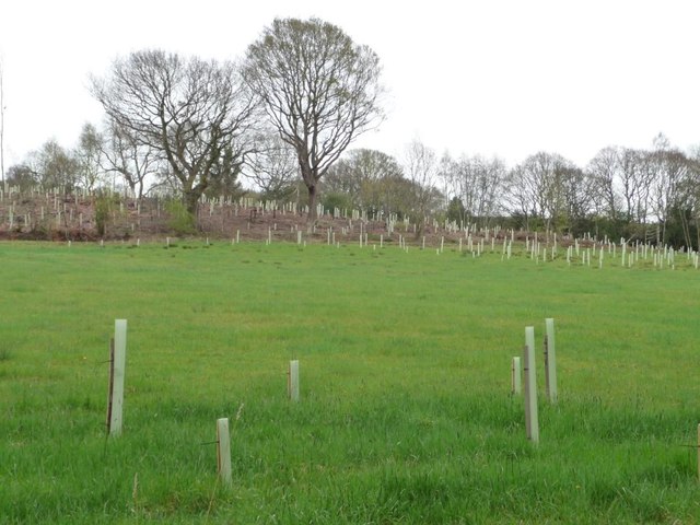 New trees at Low Friarside