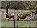 Highland Cattle, Burpham Court Farm