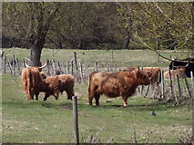 TQ0052 : Highland Cattle, Burpham Court Farm by Colin Smith