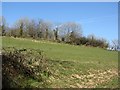 Hillside above the Exe