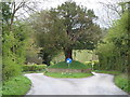 Yew tree traffic island