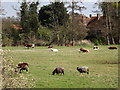 TQ0053 : Grazing at Burpham Court Farm by Colin Smith