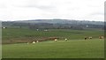 Grazing cattle, Devonside