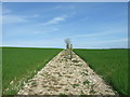 Bridleway Across A Field Of Linseed