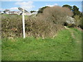 The coast path above the Cobb