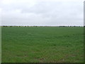 Farmland off Mill Lane