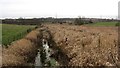 Wetland, River Ore