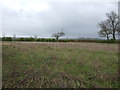 Farmland, Low Fields