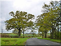 Trees by the road