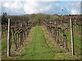 Biddenden vineyard