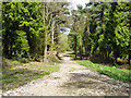 Track into Smithlands Wood