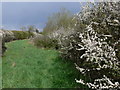 Blackthorn blossom along Lubbesthorpe Bridle Road