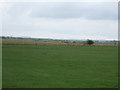 Farmland near Manor Farm