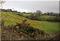 Hillside, Umborne Brook valley