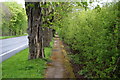 Path by the A584