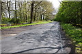 Road past Charltondown Covert