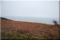 Bracken on the cliff top at Fairlight