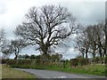 Large tree alongside Newbiggin Lane