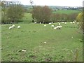 NZ1347 : Sheep grazing near Dunleyford House by Christine Johnstone