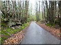 Old tree roots in Mereworth Woods