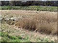 A dried out reed bed in the West Moat, Berkhamsted Castle