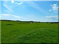 Grassland and Moor