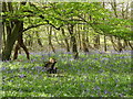 Bluebells in Hoo Park wood