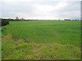 Field near Toll Bar Farm