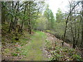 Path in Sheep Walk wood