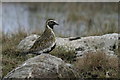 NC5609 : Golden Plover (Pluvialis apricaria) in Tirry Bay by Des Colhoun