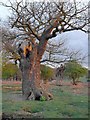 TQ1974 : Ancient pollard oaks at sunset, Holly Lodge Paddock, Richmond Park by Stefan Czapski